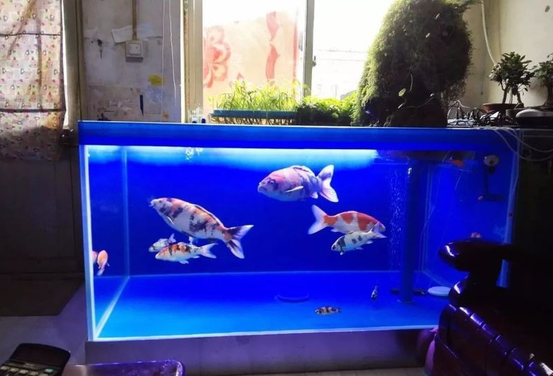 吉印魚缸最忌三個東西【觀賞魚缸養護三忌與科學解決方案，魚缸養護三大禁忌】