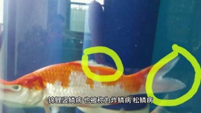 魚豎鱗病可以自愈嗎？【錦鯉豎鱗病能自愈嗎疆小援-防坑手冊】 魚豎鱗病可以自愈嗎？【錦鯉豎鱗病能自愈嗎疆小援-防坑手冊】 龍魚百科 第2張