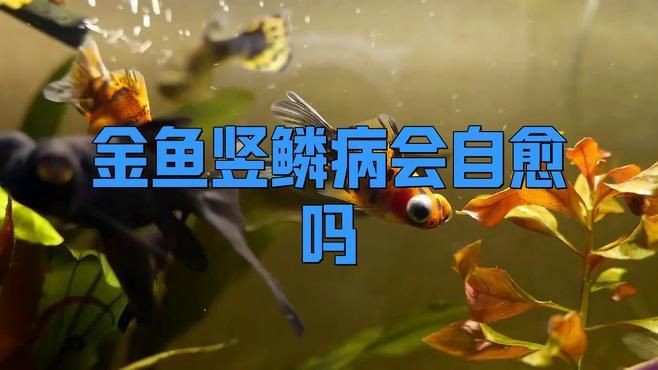 魚豎鱗病可以自愈嗎？【錦鯉豎鱗病能自愈嗎疆小援-防坑手冊】 魚豎鱗病可以自愈嗎？【錦鯉豎鱗病能自愈嗎疆小援-防坑手冊】 龍魚百科 第1張