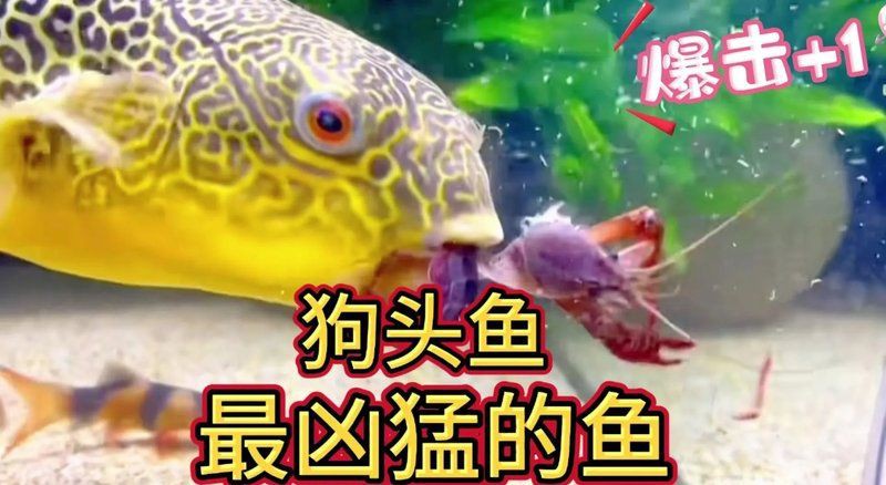 海里有狗頭魚嗎【海洋生態(tài)系統(tǒng)豐富多樣海里是否有狗頭魚這一問題引發(fā)諸多好奇】