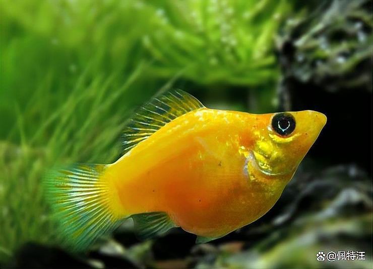 瑪利亞麗魚【水中瑪利亞——瑪麗魚養(yǎng)魚大全】