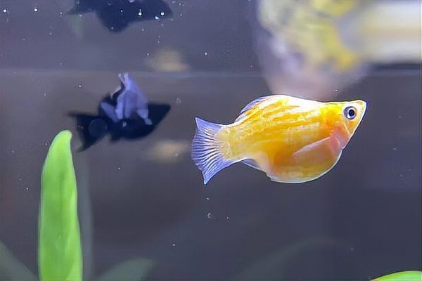 瑪利亞麗魚【水中瑪利亞——瑪麗魚養(yǎng)魚大全】
