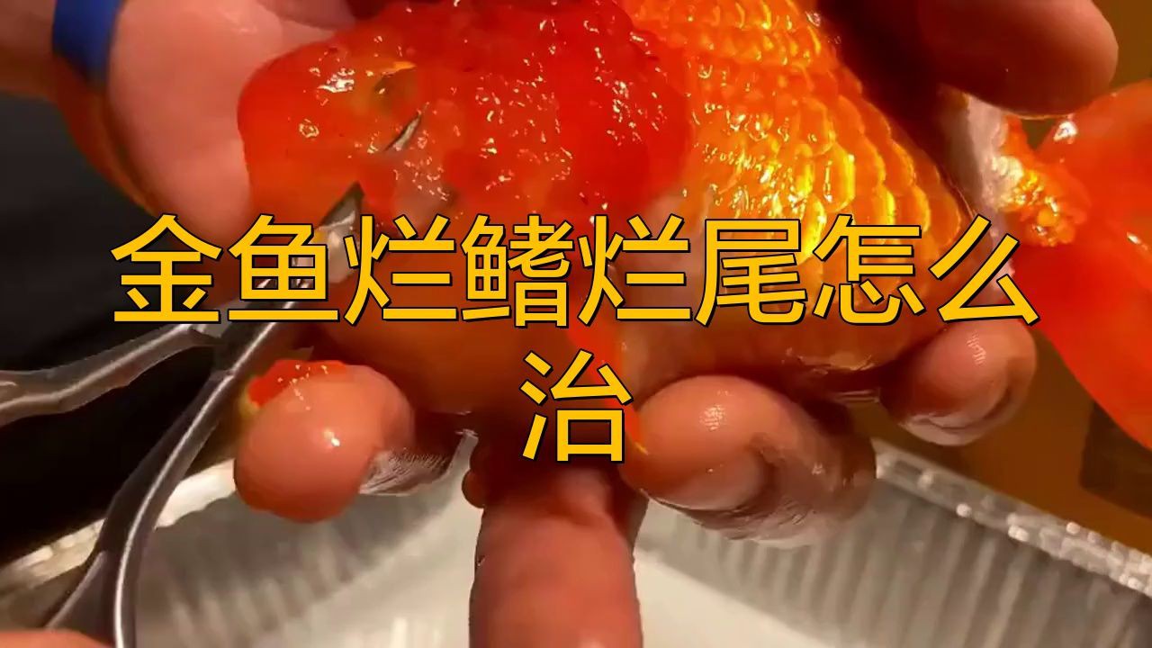 有哪些藥物可以有效治療金魚爛尾？【金魚爛尾怎么辦】