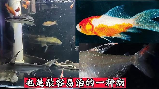如何處理魚(yú)缸水細(xì)菌傳染【養(yǎng)過(guò)魚(yú)的缸如何消除魚(yú)缸水細(xì)菌傳染輕松去除病菌全民小視頻】