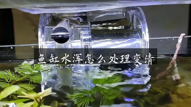 如何處理魚(yú)缸水細(xì)菌傳染【養(yǎng)過(guò)魚(yú)的缸如何消除魚(yú)缸水細(xì)菌傳染輕松去除病菌全民小視頻】