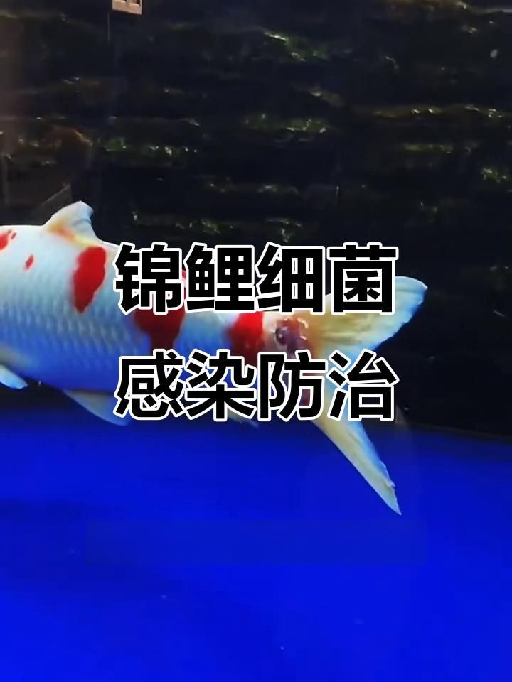 如何處理魚(yú)缸水細(xì)菌傳染【養(yǎng)過(guò)魚(yú)的缸如何消除魚(yú)缸水細(xì)菌傳染輕松去除病菌全民小視頻】