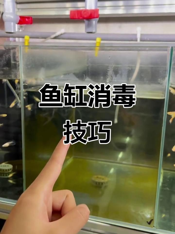 如何處理魚(yú)缸水細(xì)菌傳染【養(yǎng)過(guò)魚(yú)的缸如何消除魚(yú)缸水細(xì)菌傳染輕松去除病菌全民小視頻】