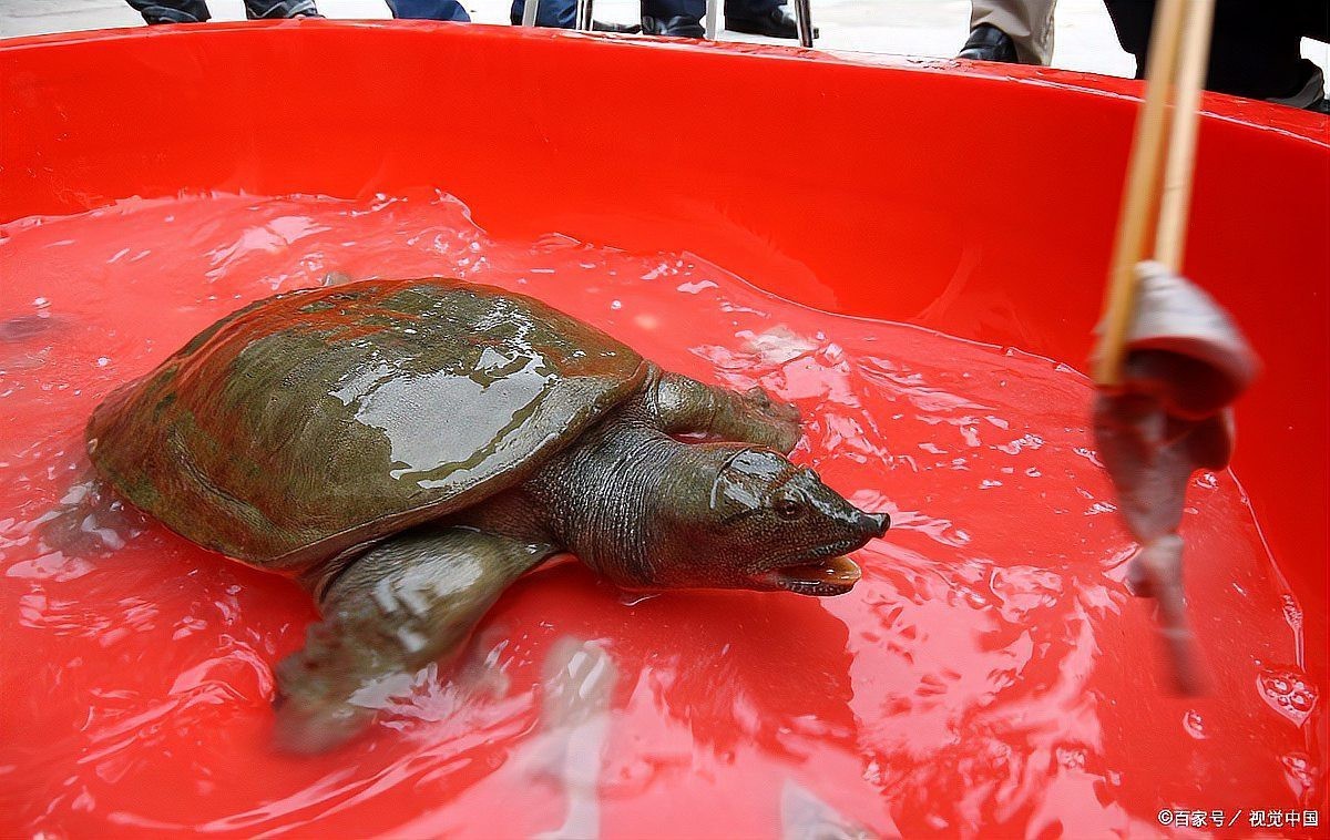 甲魚殼放家里會招鬼嗎【甲魚殼放家里會招鬼嗎圍繞“甲魚殼放家里會招鬼”嗎】