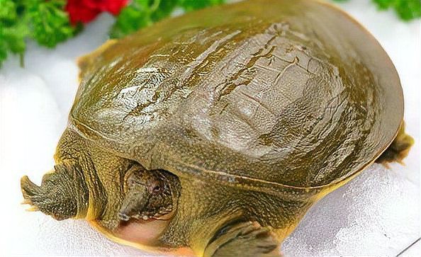 甲魚殼放家里會招鬼嗎【甲魚殼放家里會招鬼嗎圍繞“甲魚殼放家里會招鬼”嗎】