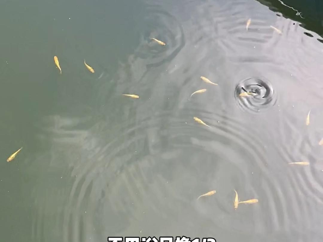 淡水觀賞魚飼養指南【《淡水觀賞魚飼養指南》一期如何養好觀賞魚的教程】