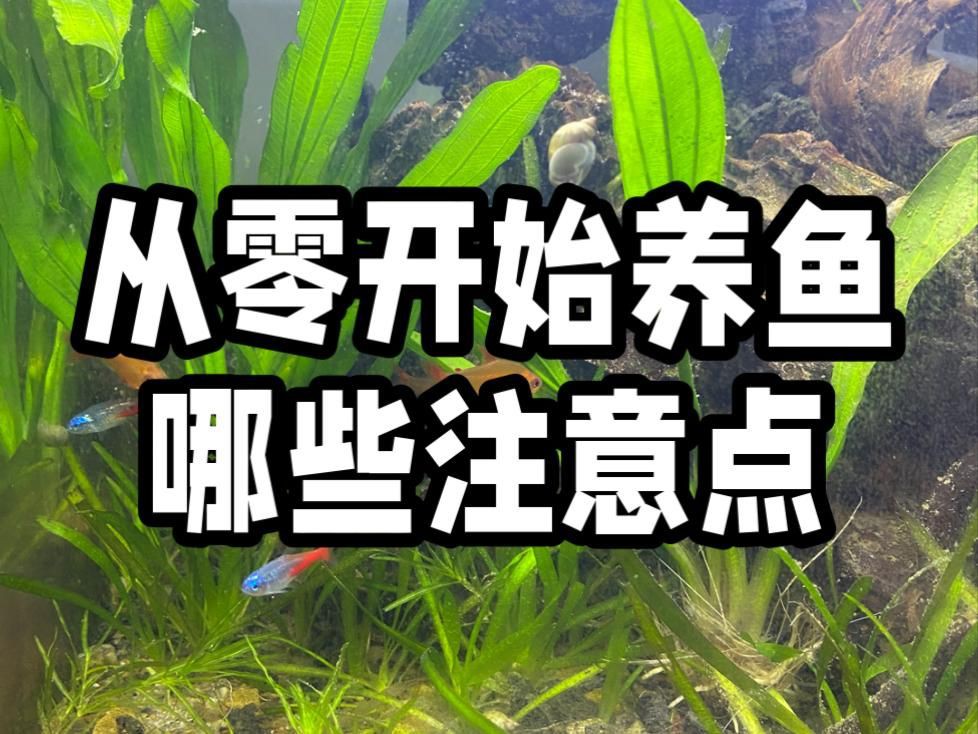 淡水觀賞魚飼養指南【《淡水觀賞魚飼養指南》一期如何養好觀賞魚的教程】