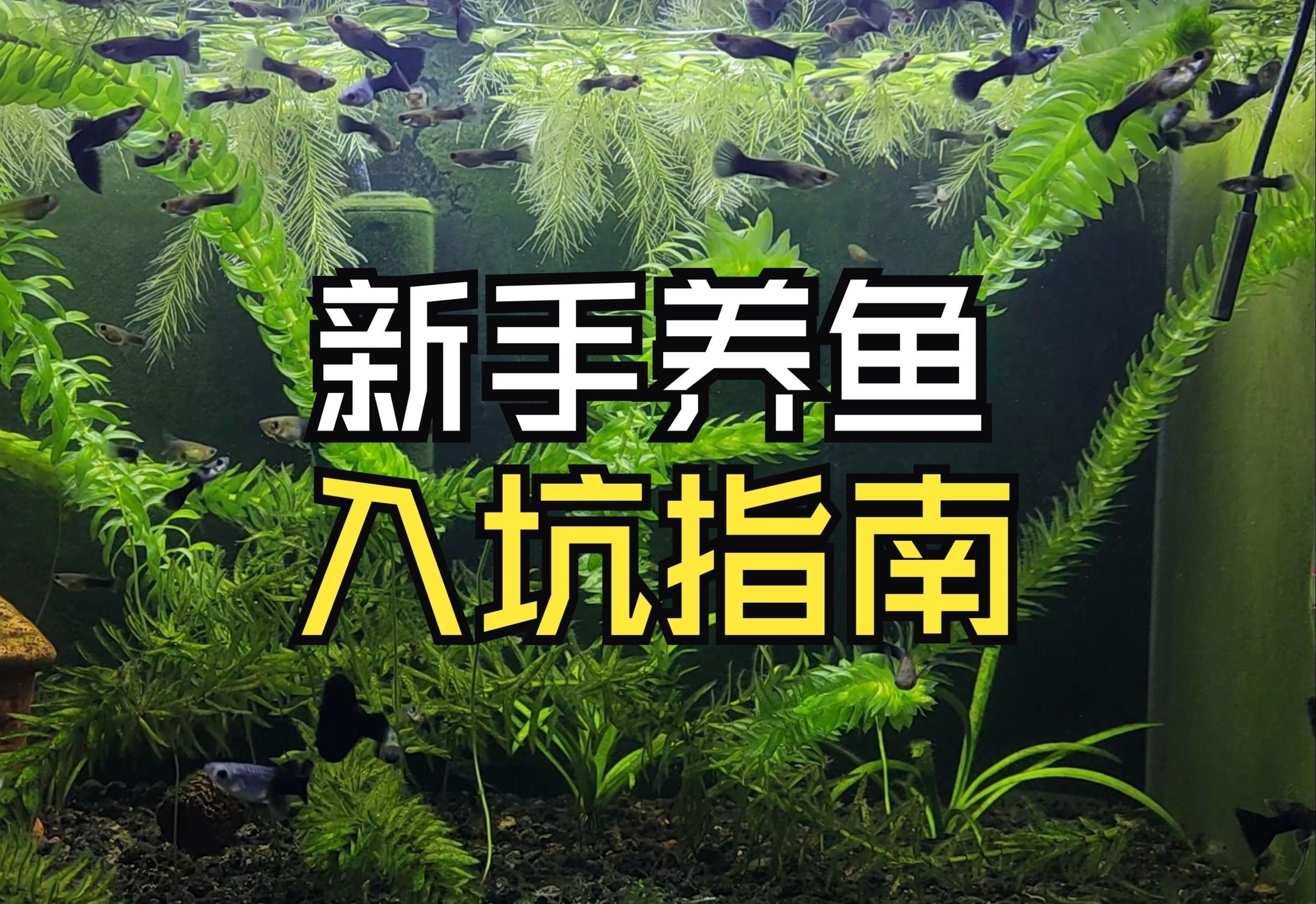 淡水觀賞魚飼養指南【《淡水觀賞魚飼養指南》一期如何養好觀賞魚的教程】