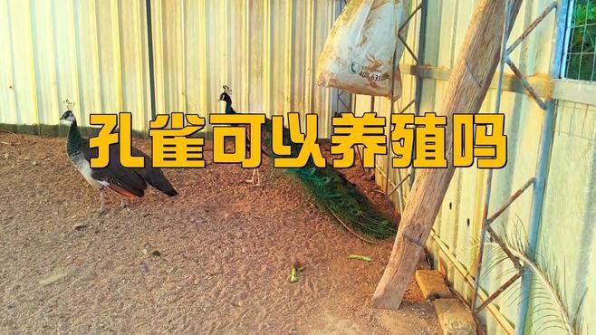 孔雀為啥不能隨便養【《孔雀為啥不能隨便養》】 孔雀為啥不能隨便養【《孔雀為啥不能隨便養》】 龍魚百科 第3張