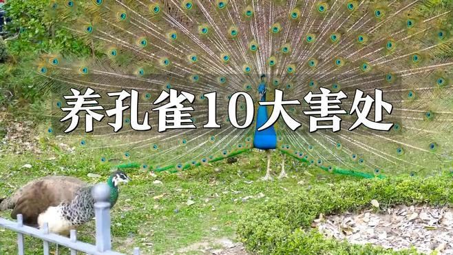 孔雀為啥不能隨便養【《孔雀為啥不能隨便養》】 孔雀為啥不能隨便養【《孔雀為啥不能隨便養》】 龍魚百科 第7張