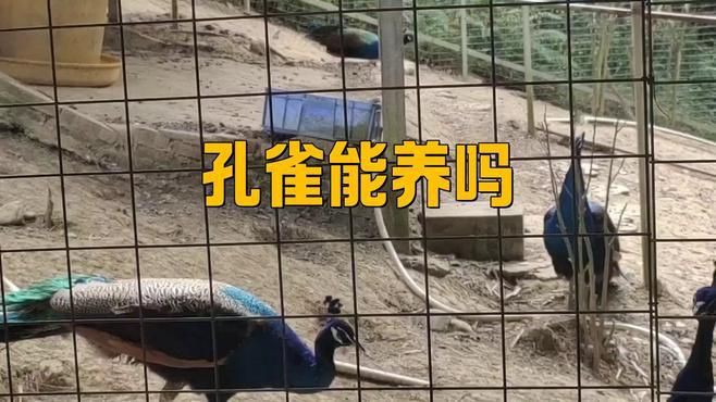 孔雀為啥不能隨便養【《孔雀為啥不能隨便養》】 孔雀為啥不能隨便養【《孔雀為啥不能隨便養》】 龍魚百科 第2張