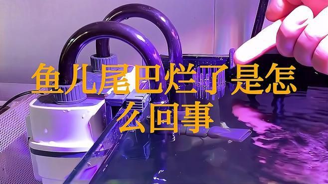 如何判斷龍魚是否患了爛尾病？【生態牧人龍魚爛尾病是怎么回事生態牧人龍魚爛尾原因分析】