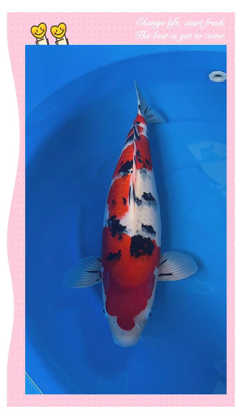 三色錦鯉魚招財(cái)魚圖片大全【《三色錦鯉魚招財(cái)魚圖片大全》匯聚多種極具觀賞價(jià)值的三色錦鯉品種】 三色錦鯉魚招財(cái)魚圖片大全【《三色錦鯉魚招財(cái)魚圖片大全》匯聚多種極具觀賞價(jià)值的三色錦鯉品種】 龍魚論壇 第1張