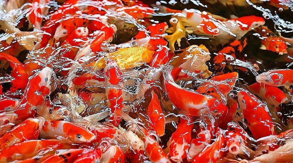 三色錦鯉魚招財(cái)魚圖片大全【《三色錦鯉魚招財(cái)魚圖片大全》匯聚多種極具觀賞價(jià)值的三色錦鯉品種】 三色錦鯉魚招財(cái)魚圖片大全【《三色錦鯉魚招財(cái)魚圖片大全》匯聚多種極具觀賞價(jià)值的三色錦鯉品種】 龍魚論壇 第8張