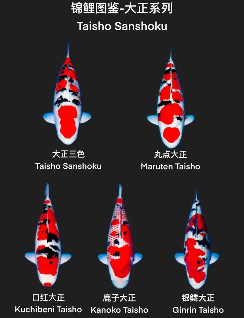 三色錦鯉魚招財(cái)魚圖片大全【《三色錦鯉魚招財(cái)魚圖片大全》匯聚多種極具觀賞價(jià)值的三色錦鯉品種】 三色錦鯉魚招財(cái)魚圖片大全【《三色錦鯉魚招財(cái)魚圖片大全》匯聚多種極具觀賞價(jià)值的三色錦鯉品種】 龍魚論壇 第2張