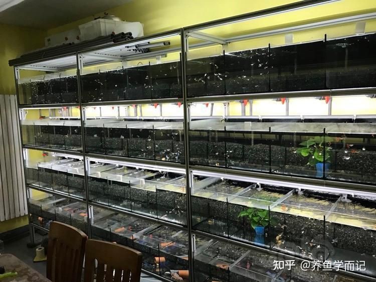 魚缸壓塌樓板后如何修復？【當魚缸壓塌樓板后的修復需根據損壞程度采取不同措施】