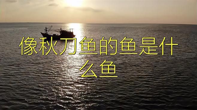 類似刀魚的魚種是什么魚【鳳尾魚和刀魚是“親戚”,為什么身價差這么多!】
