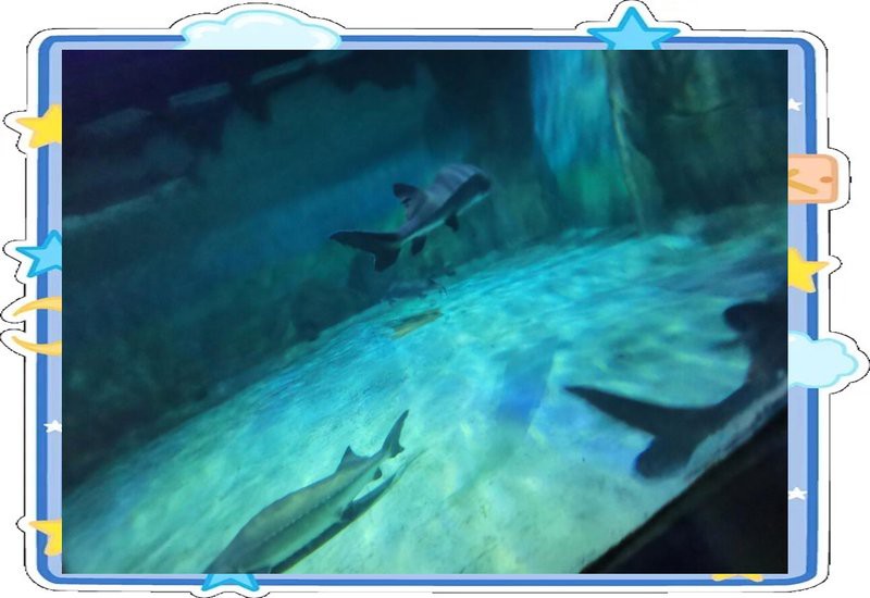 北侖水族店【北侖區哪家水族店口碑最好】