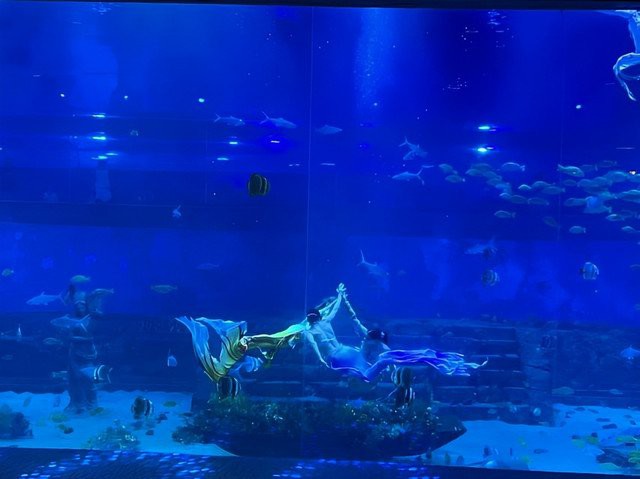 奉節(jié)水族店【奉節(jié)水族館預(yù)計何時開工】