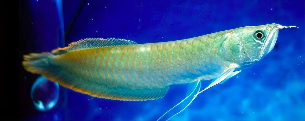 七彩銀龍魚能長多大【七彩銀龍魚的成長奧秘：七彩銀龍魚的養殖方法和注意事項】