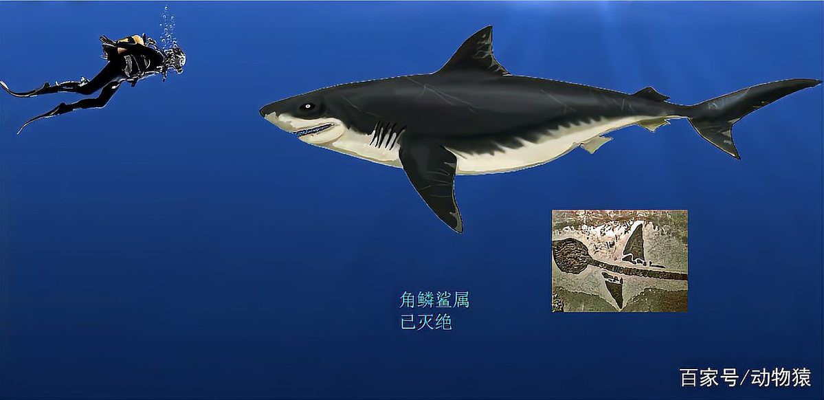 球鯊魚有幾種圖片【淡水鯊魚\