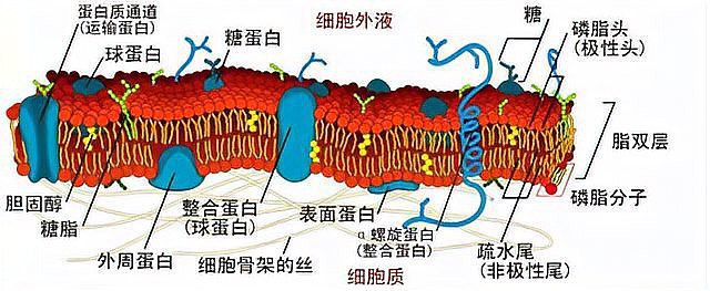 電鰻儲存電的原理【電鰻儲存電鰻儲存電鰻電池的原理基于其體內(nèi)特化的能量儲備】