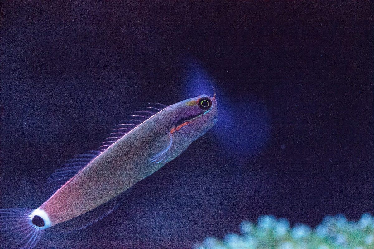 電鰻儲存電的原理【電鰻儲存電鰻儲存電鰻電池的原理基于其體內(nèi)特化的能量儲備】