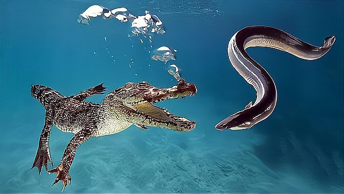 電鰻儲存電的原理【電鰻儲存電鰻儲存電鰻電池的原理基于其體內(nèi)特化的能量儲備】