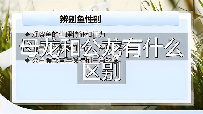 如何辨別古龍魚的性別【古龍魚性別辨別需綜合多方面特征觀察龍魚公母分辨】