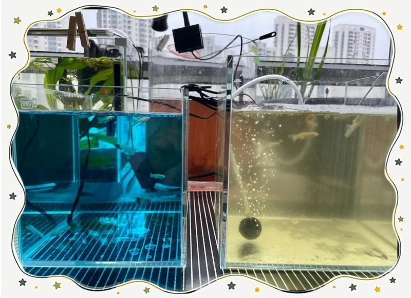 孔雀魚變黑的處理方法【《孔雀魚變黑的處理方法》當孔雀魚出現變黑的原因和解決辦法】