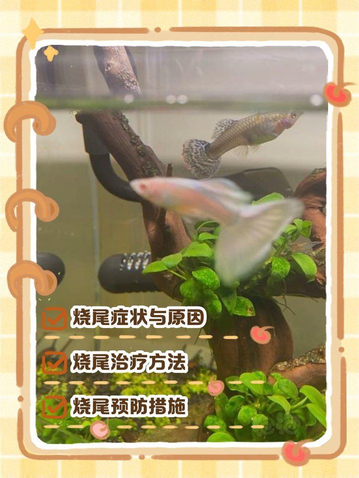 孔雀魚變黑的處理方法【《孔雀魚變黑的處理方法》當孔雀魚出現變黑的原因和解決辦法】