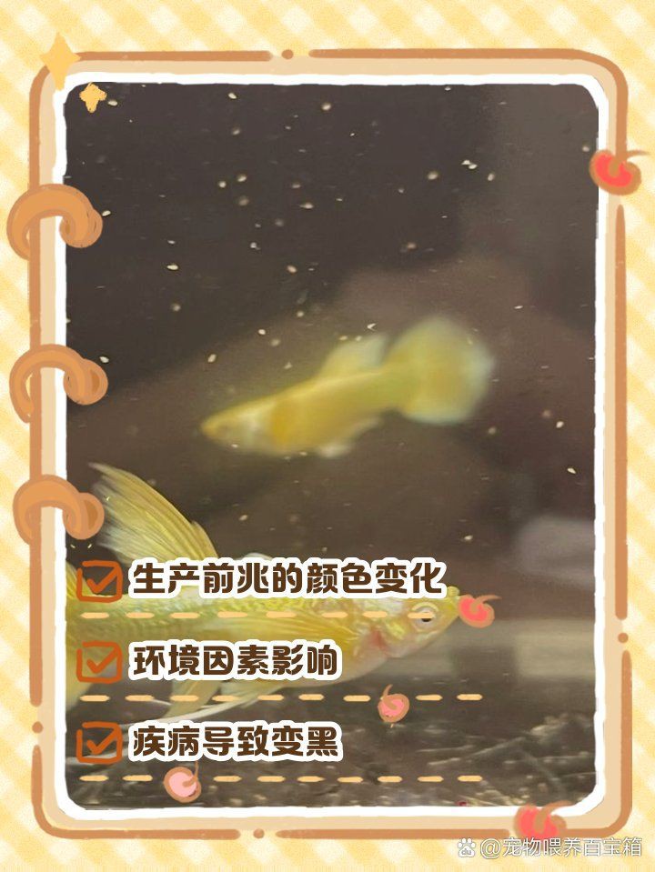 孔雀魚變黑的處理方法【《孔雀魚變黑的處理方法》當孔雀魚出現變黑的原因和解決辦法】