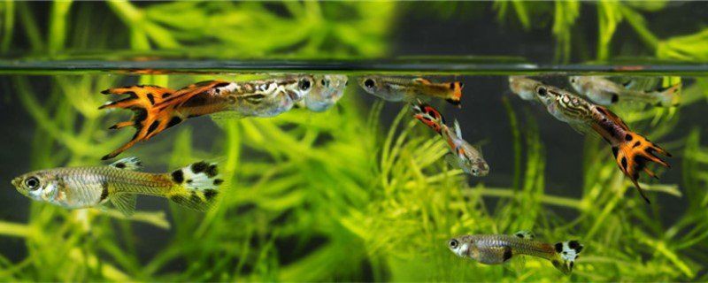 孔雀魚變黑的處理方法【《孔雀魚變黑的處理方法》當孔雀魚出現變黑的原因和解決辦法】