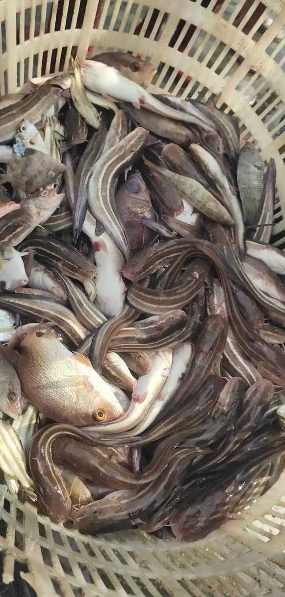 毛魚的樣子圖片【一漁民捕獲一條100斤1.6米長的大魚，賣30萬元還嫌少老潘說漁】