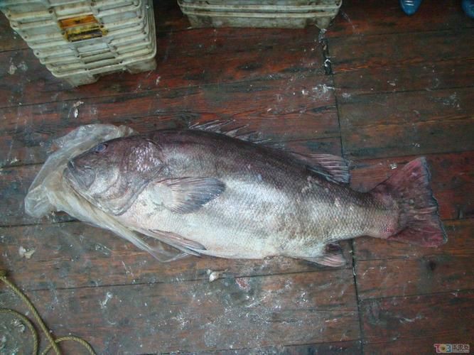 毛魚的樣子圖片【一漁民捕獲一條100斤1.6米長的大魚，賣30萬元還嫌少老潘說漁】