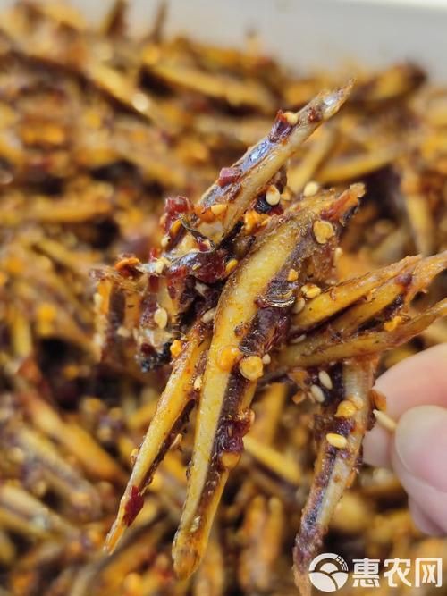 毛魚的樣子圖片【一漁民捕獲一條100斤1.6米長的大魚，賣30萬元還嫌少老潘說漁】