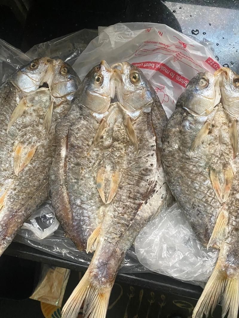 毛魚的樣子圖片【一漁民捕獲一條100斤1.6米長的大魚，賣30萬元還嫌少老潘說漁】