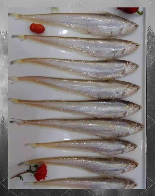 毛魚的樣子圖片【一漁民捕獲一條100斤1.6米長的大魚，賣30萬元還嫌少老潘說漁】