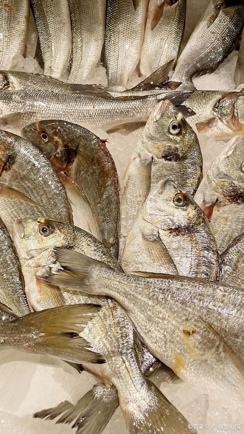 毛魚的樣子圖片【一漁民捕獲一條100斤1.6米長的大魚，賣30萬元還嫌少老潘說漁】