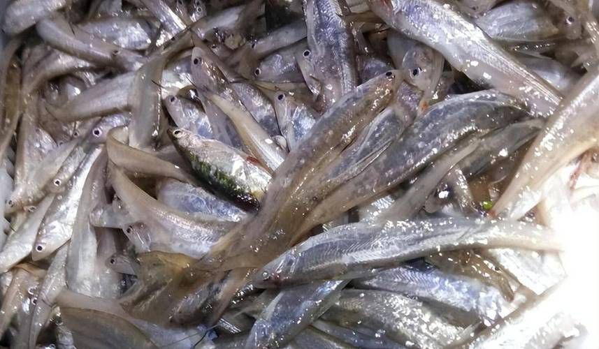 毛魚的樣子圖片【一漁民捕獲一條100斤1.6米長的大魚，賣30萬元還嫌少老潘說漁】
