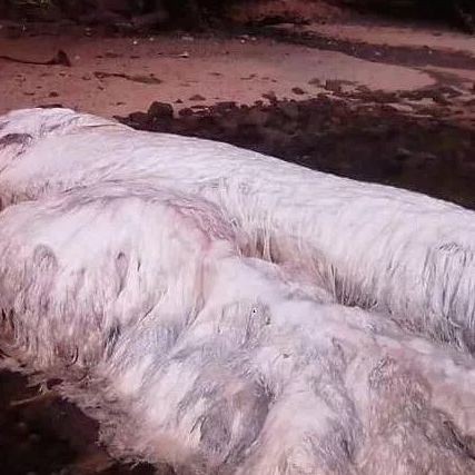 毛魚的樣子圖片【一漁民捕獲一條100斤1.6米長的大魚，賣30萬元還嫌少老潘說漁】