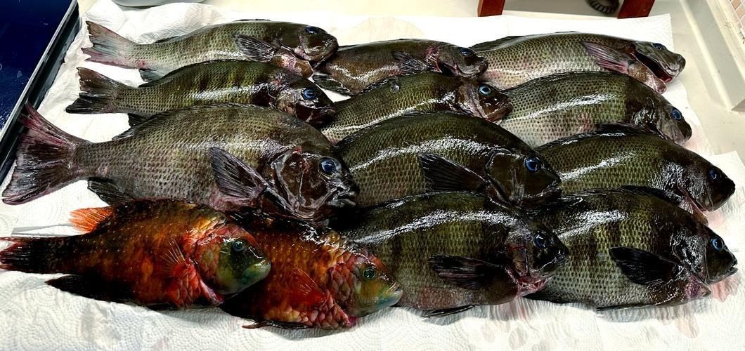 毛魚的樣子圖片【一漁民捕獲一條100斤1.6米長的大魚，賣30萬元還嫌少老潘說漁】