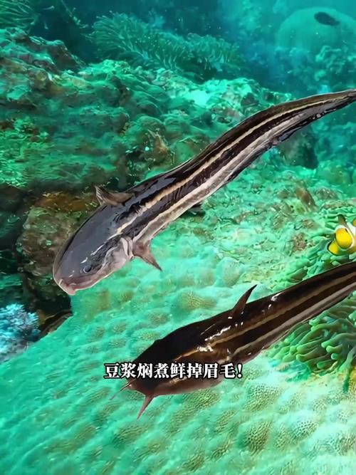 毛魚的樣子圖片【一漁民捕獲一條100斤1.6米長的大魚，賣30萬元還嫌少老潘說漁】