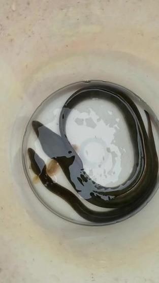 毛魚的樣子圖片【一漁民捕獲一條100斤1.6米長的大魚，賣30萬元還嫌少老潘說漁】