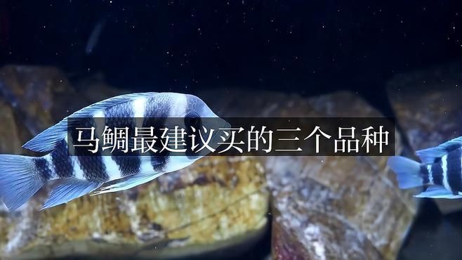 馬鯛最建議買的三個品種【觀賞魚最值得購買的三個品種馬鯛品種糖罐劇場】