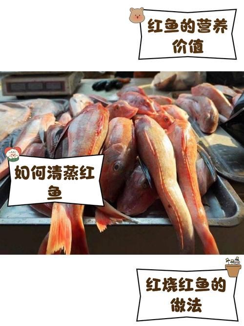 紅丁魚圖片【紅丁桂分類學特征、形態分布及經濟價值等方面展開】